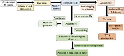 Comparative Genomic Analysis of the Lettuce Bacterial Leaf Spot Pathogen, Xanthomonas hortorum pv. vitians, to Investigate Race Specificity